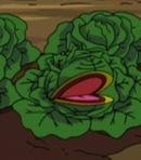 Uncle Solomon's Talking Cabbage