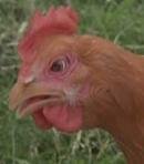 Billina the Chicken