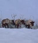 Reindeer