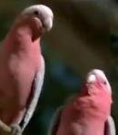 Galahs