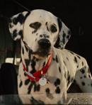 Dalmatian