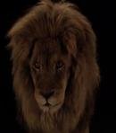 The Lion