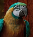 Polynesia the Parrot