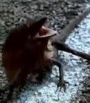 Frill Necked Lizard