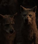 Wolf Elders