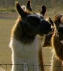 Llamas