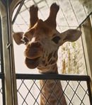 Betsy the Giraffe