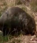 Wombat