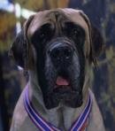 The Mastiff