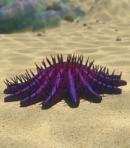 Acanthaster Sea Star