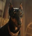 Doberman Drill Sergeant