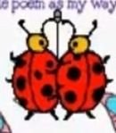 Ladybugs