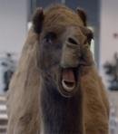 Hump Day Camel