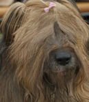 Shaggy Dog