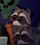 Racoons