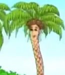 Cha Cha Coconut Trees