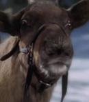 Rutger the Reindeer