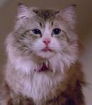 Tom Brand (Mr. Fuzzypants)