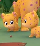 Baby Cheetahs