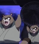 Raccoon Dogs