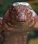 Zeke the Tegu Lizard