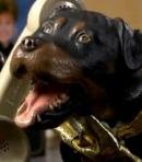 Triumph the Insult Comic Dog
