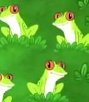 Tree Frog Friends