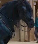Fiyero's Horse