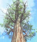 General Sherman Tree