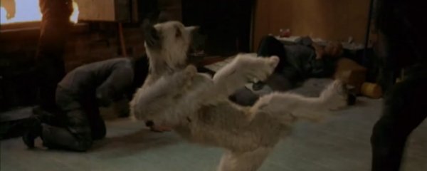 The Karate Dog Banner